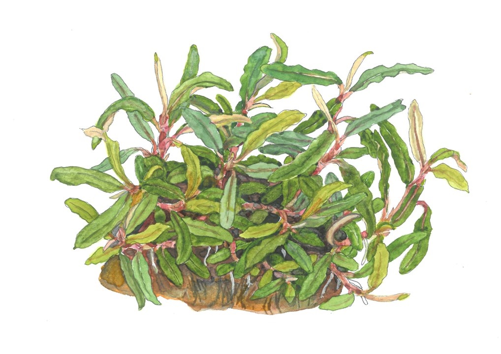 Waterplant Bucephalandra sp. Needle Leaf