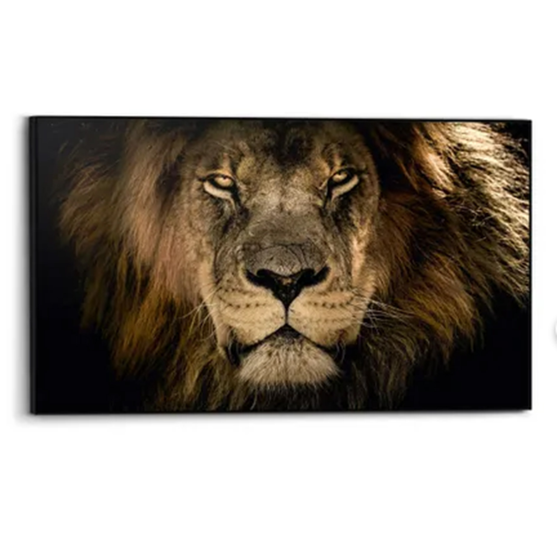 Gerahmtes Bild DARK LION - 70x118 cm
