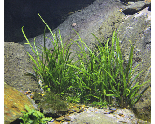 Grasbladige Cryptocoryne - Cryptocoryne crispatula In-Vitro