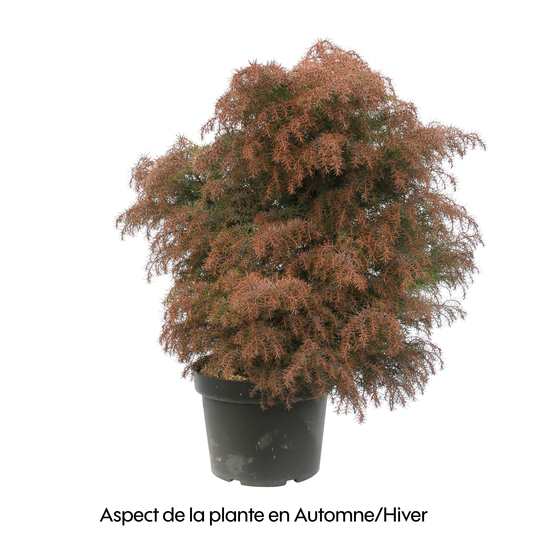 Cryptomeria japonica Elegans : H. 80/100 cm, pot 10L