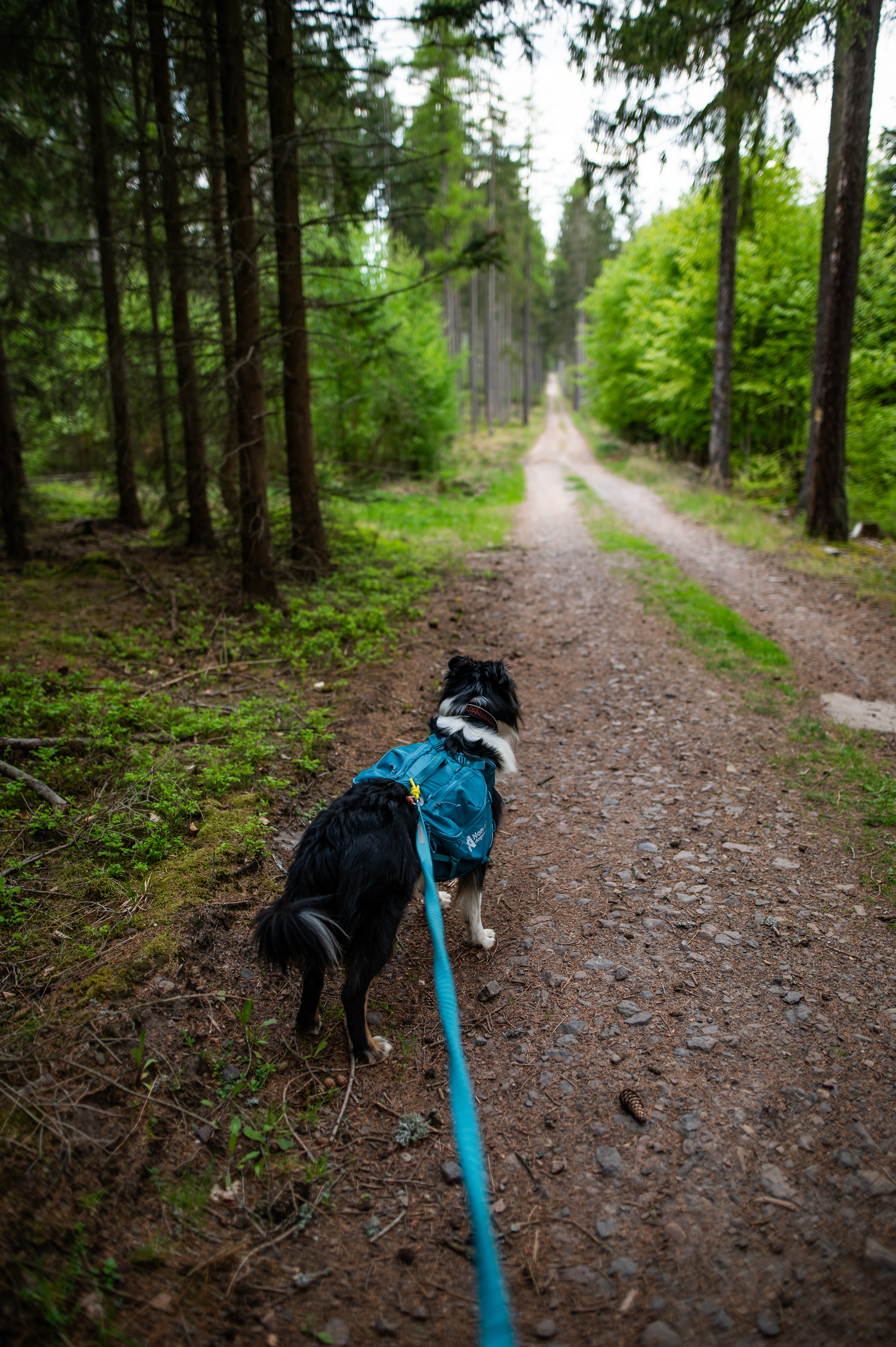 Kjøp Non-Stop Dogwear Trail quest dog backpack fra Hekta på tur!