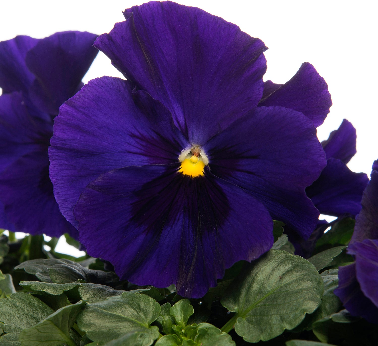 Viooltje (Viola F1) sixpack blauw met oog D 9 H 10 cm