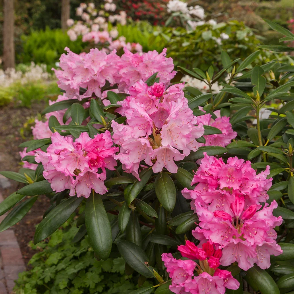 Rhododendron yak.'Kalinka' 23cm Rododendron 'Kalinka' Ø19 cm