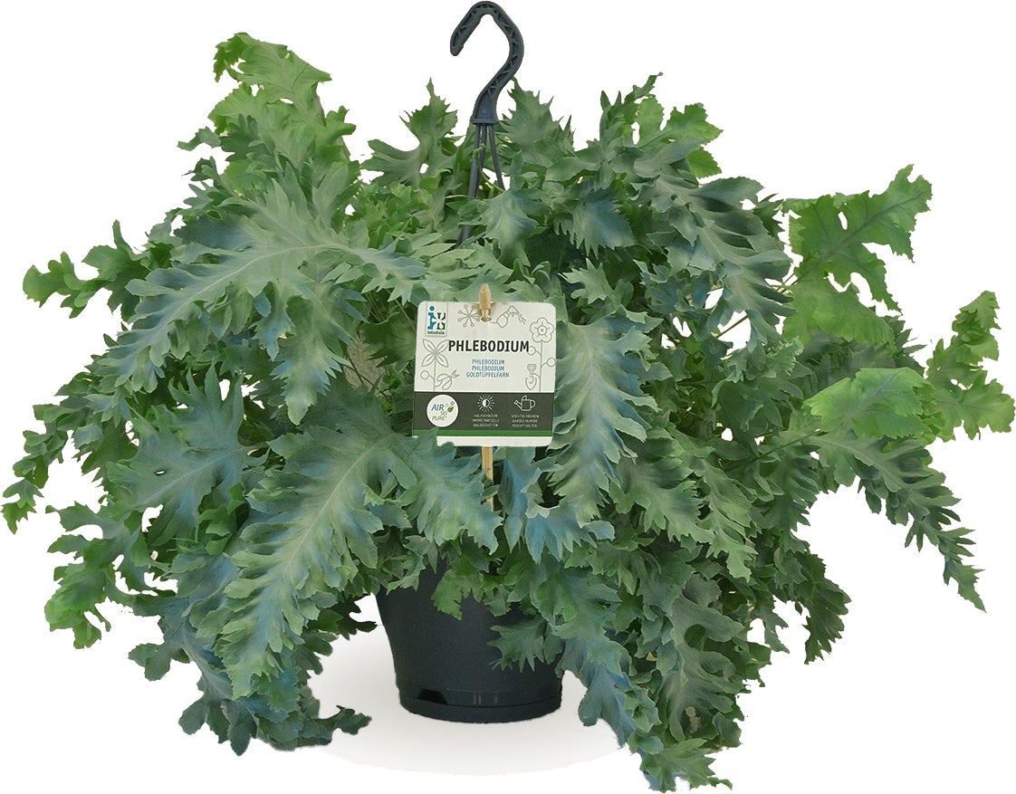Blauwvaren in hangpot (Phlebodium aureum 'Davana') D 20 H 50 cm