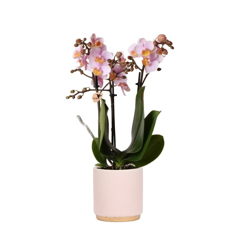 Orchidées colibri | orchidée phalaenopsis rose - andorre + pot ornemental pied doré rose - taille du pot 9cm - 40cm de haut