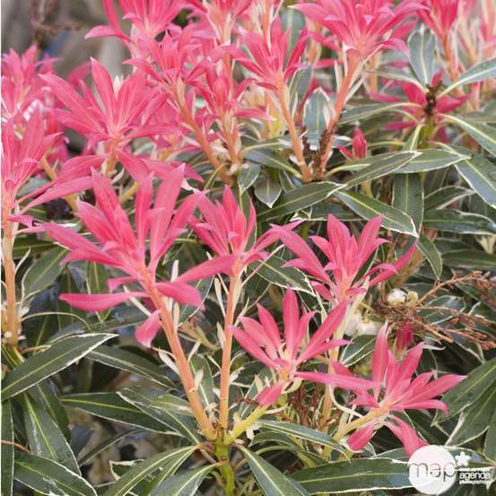 Pieris Flaming Silver : Hauteur 60/80 cm conteneur de 20 litres