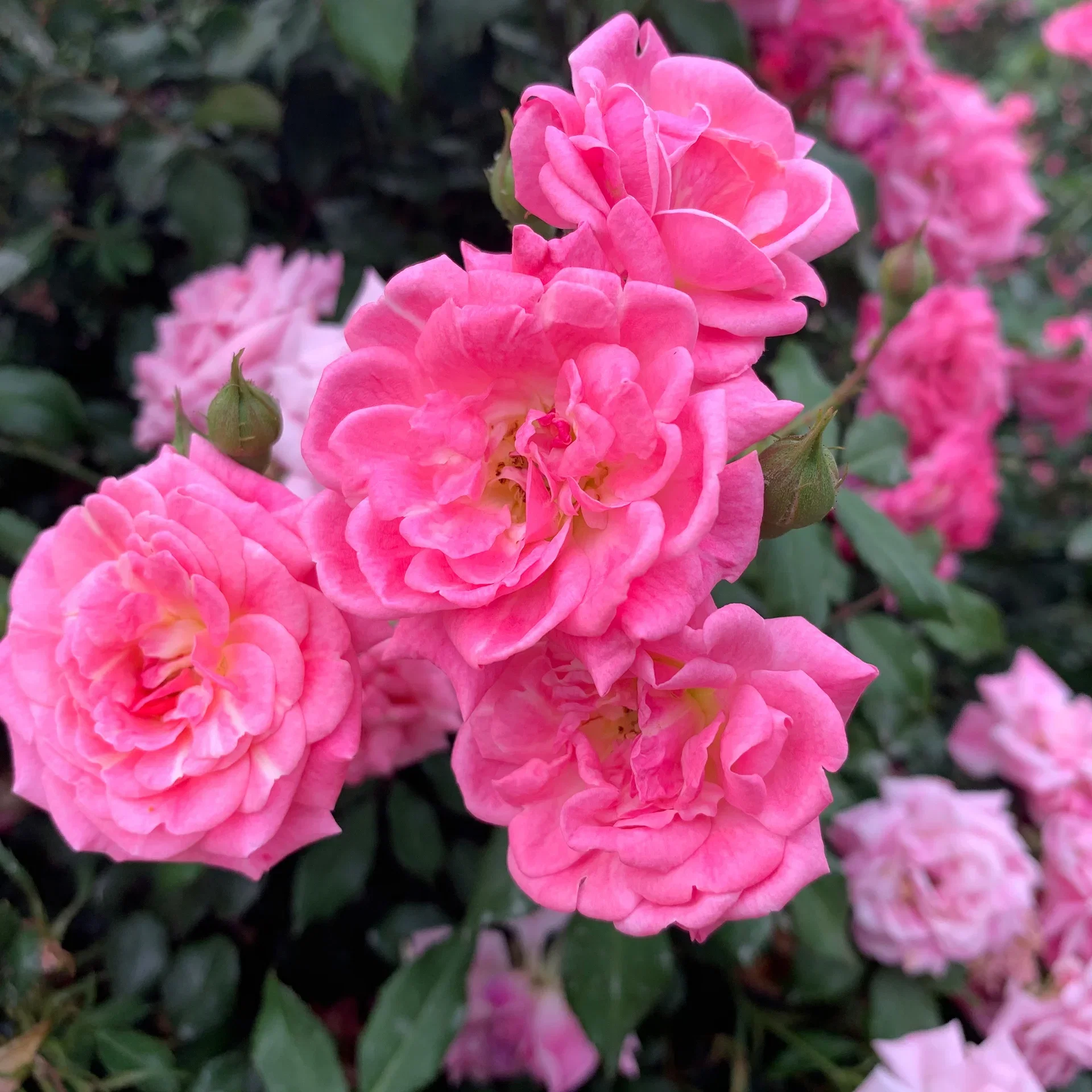 Rosa ROMANZE 3L Buskrose 'Romanze' Ø19 cm