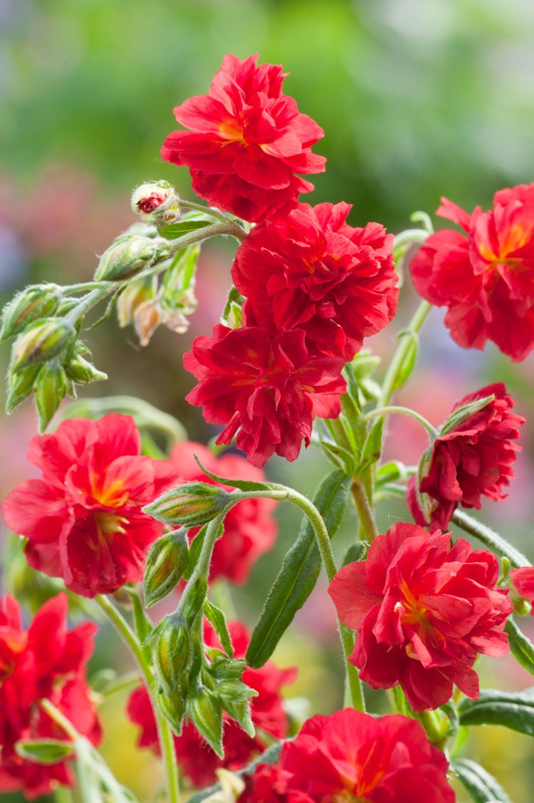 Zonneroosje (Helianthemum 'Cerise Queen') D 11 H 15 cm