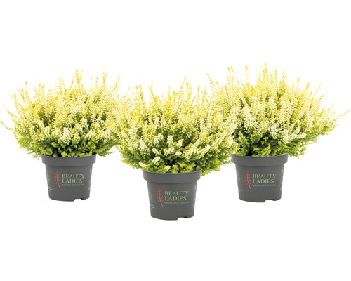 Bud Heather Mix FloraSelf Calluna vulgaris 'Beauty Ladies' Ø 11 cm pot, willekeurige variëteitselectie, effen kleur