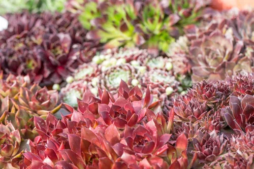 Sempervivum mix Sempervivum, miks 6 pk
