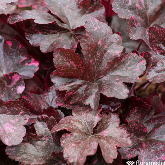 Heuchera : conteneur de 1 Litre couleur