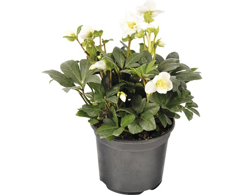 Kerstroos 'Christmas Carol' FloraSelf Helleborus niger 'Christmas Carol' Ø 17 cm pot