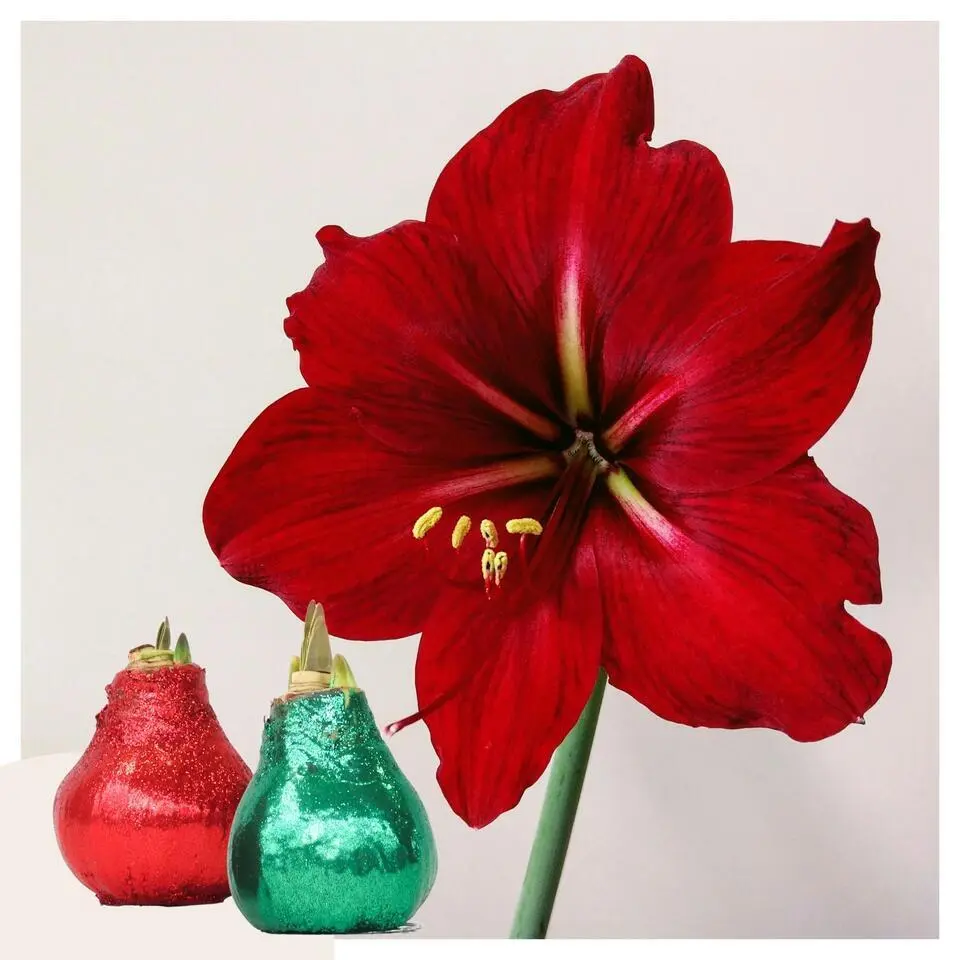 Amaryllis - Hippeastrum 'Glitter Duo' - Rood en groen