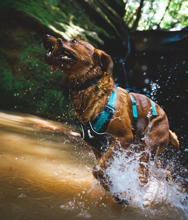 RUFFWEAR® Hundegeschirr Flagline Harness 2.0