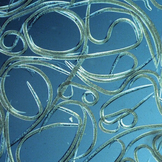 Nematode sf anti mouche terreaux, taupins… - 5m pour 10m2