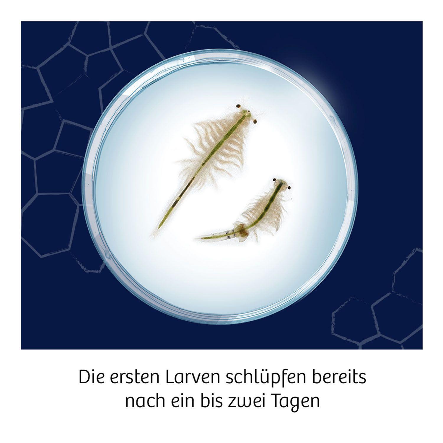 Wuselnde Salzkrebse (Experimentierkasten)