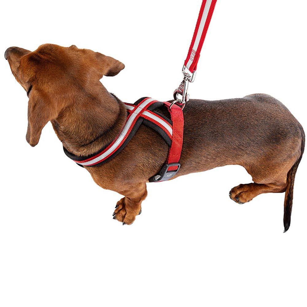 Harnais pour chiens petite taille daytona cross s, réfléchissant, avec boucle magnétique