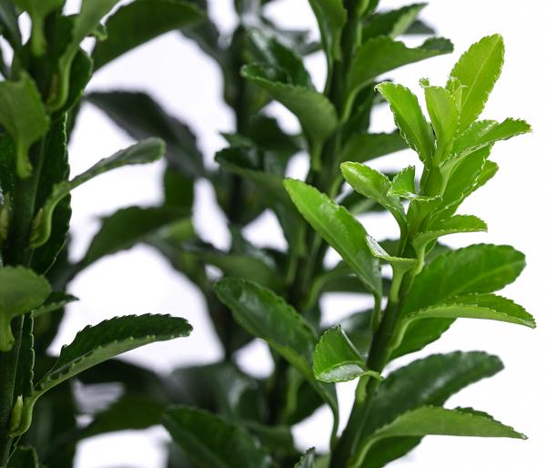 Japanischer Spindelstrauch 'Green Spire'
