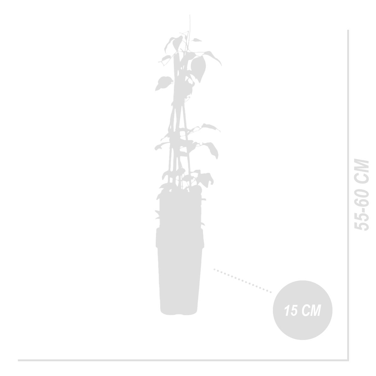 Bloomique – Clematis Miss Bateman – Wit – Klimplanten – Tuinplanten – Winterhard – Potmaat 15 cm – Hoogte 70–80 cm