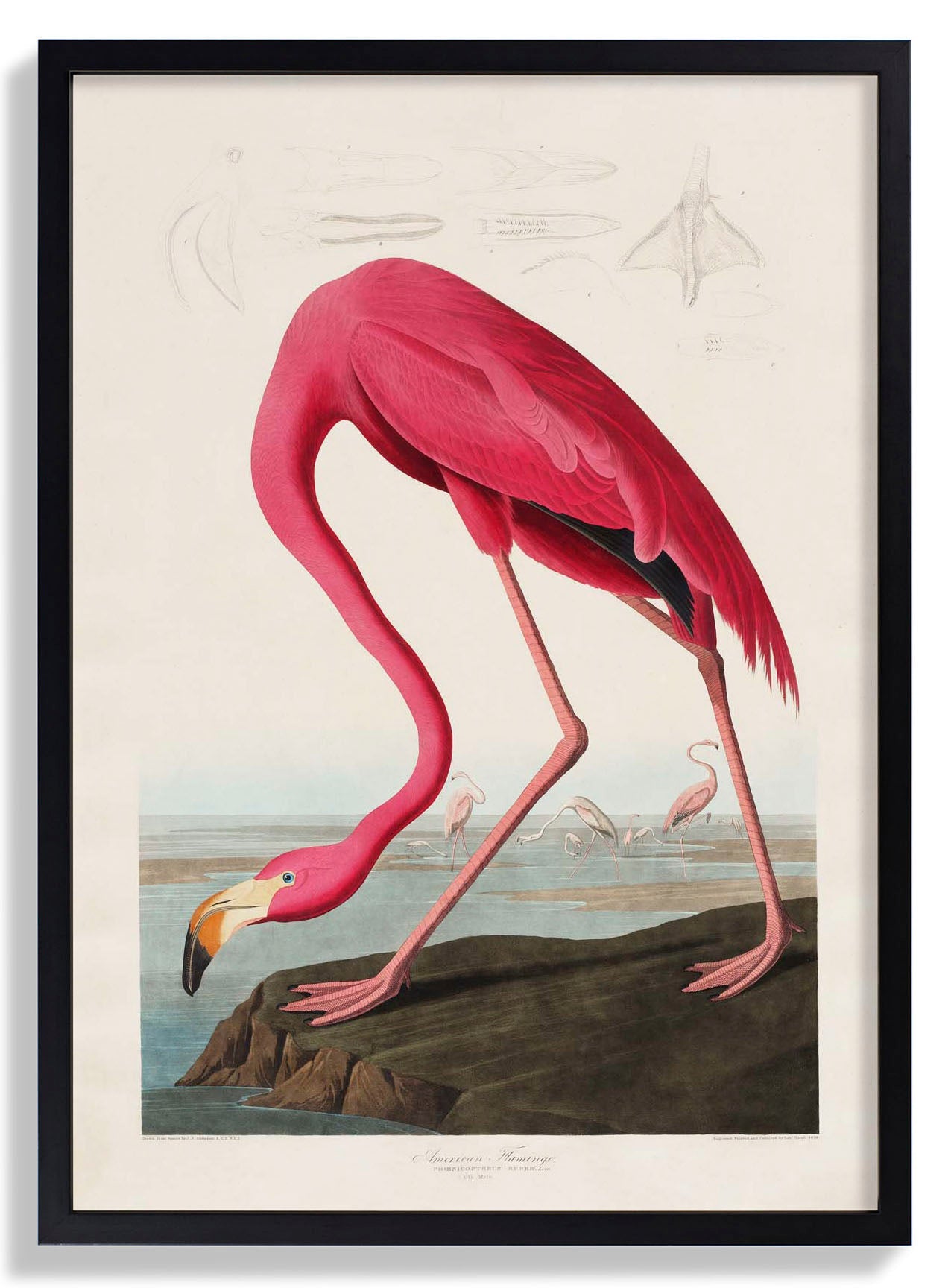 American Pink Flamingo Animal Print