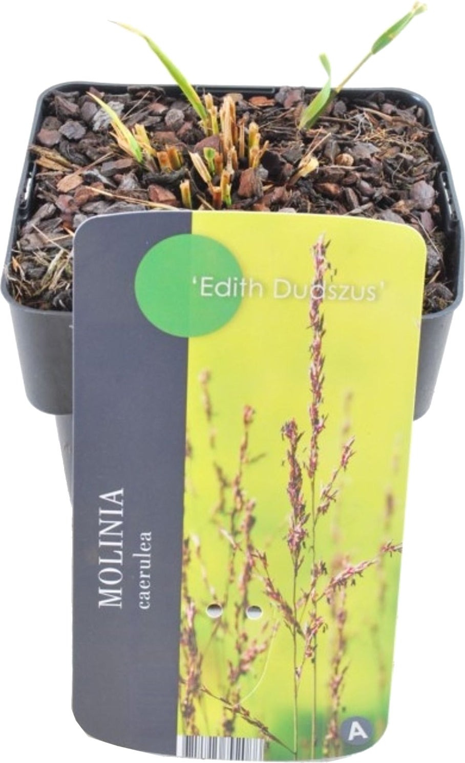 Pijpestrootje (Molinia caerulea 'Edith Dudszus') D 9 H 15 cm