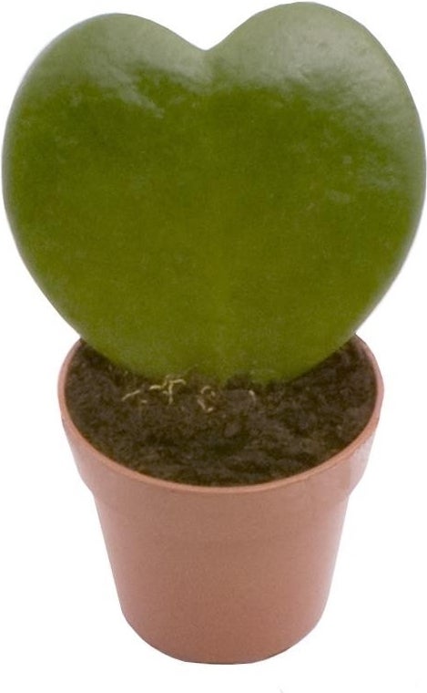 Hartjesplant (Hoya kerrii) D 6 H 15 cm