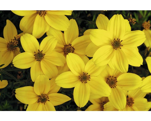 Bidens, Zweizahn, Goldmarie FloraSelf Bidens aurea Ø 12/13 cm pot