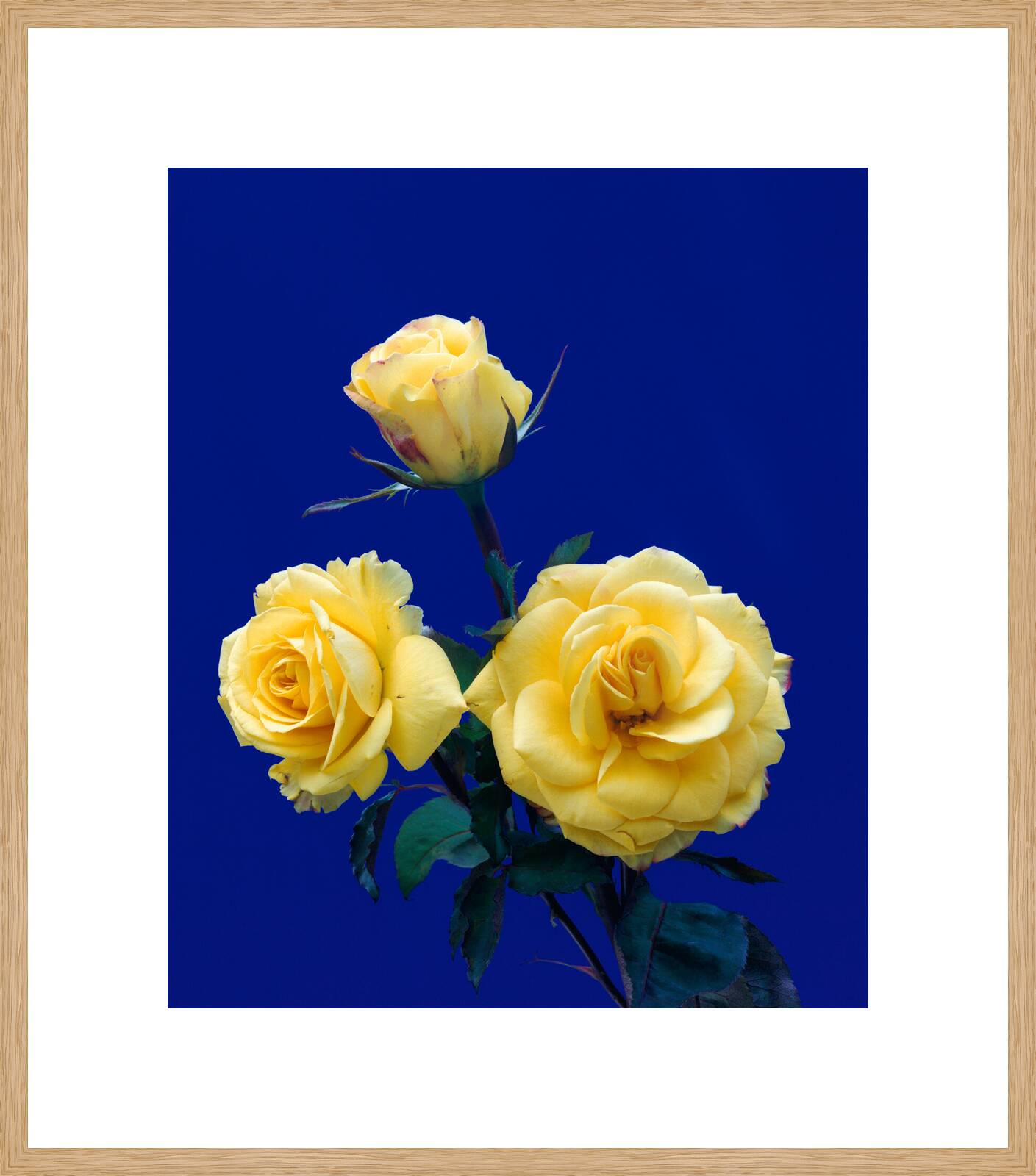 Rosen 102 by Kris Scholz - Limited Edition. Edition of: 100. Signed.