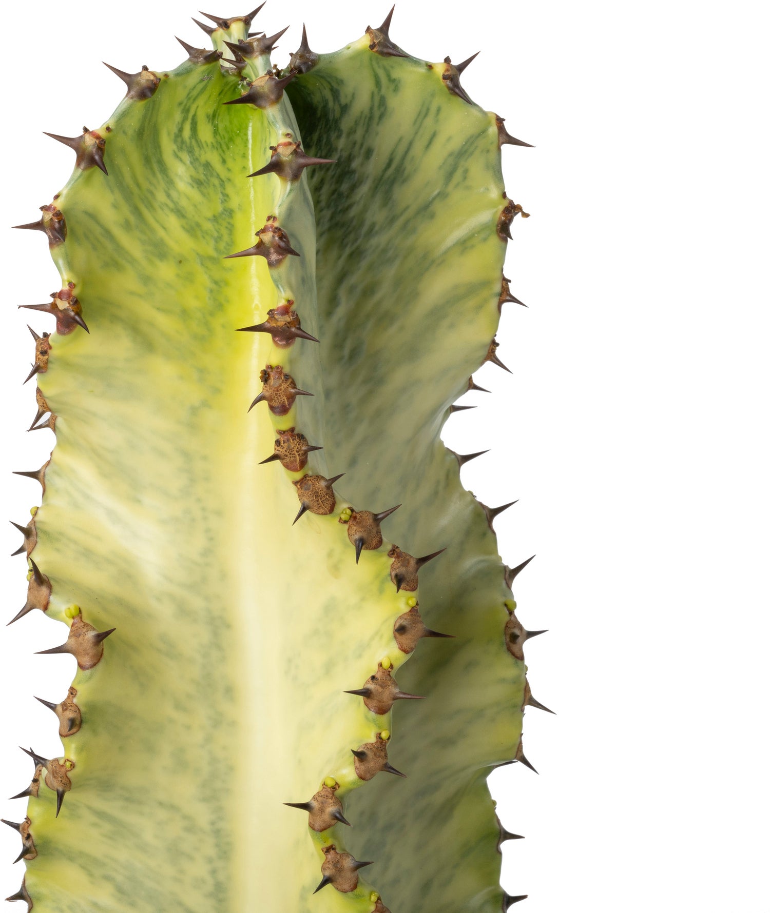 Cowboy-cactus (Euphorbia ingens marmorata) D 24 H 70 cm