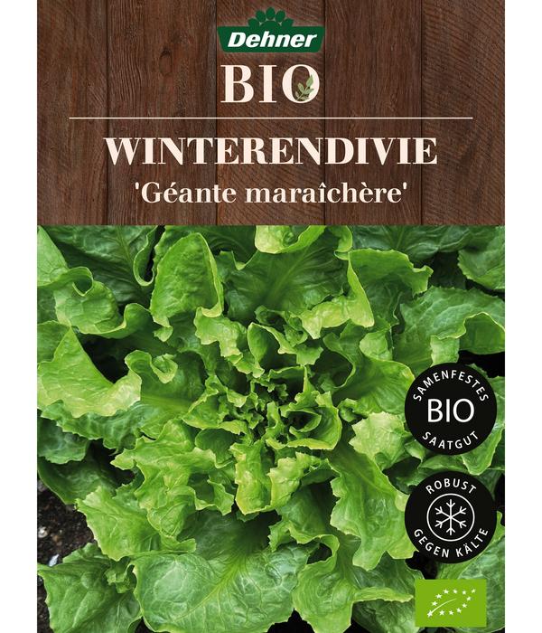 Dehner Bio-Saatgut Winterendivie 'Géante