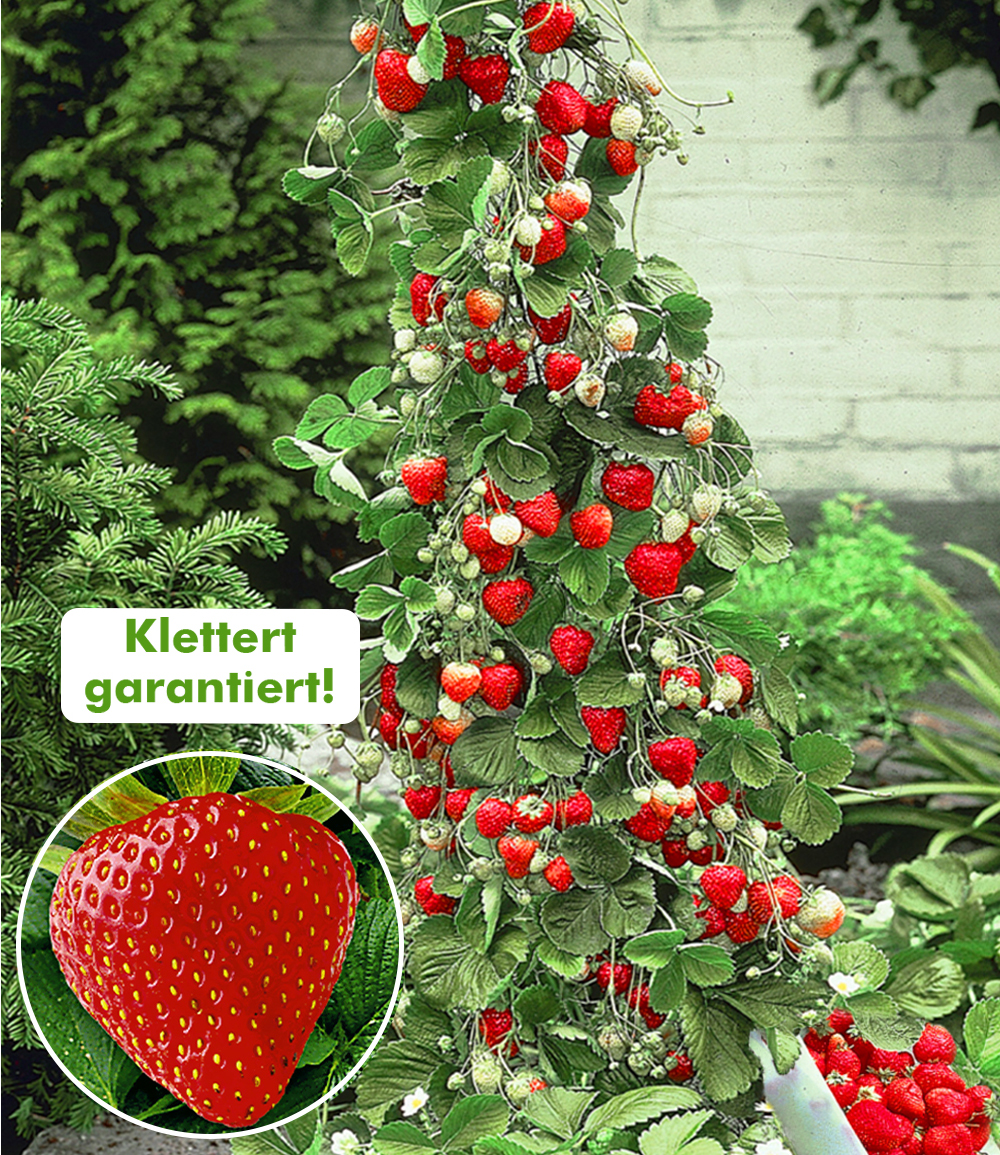 Beeren-Kollektion