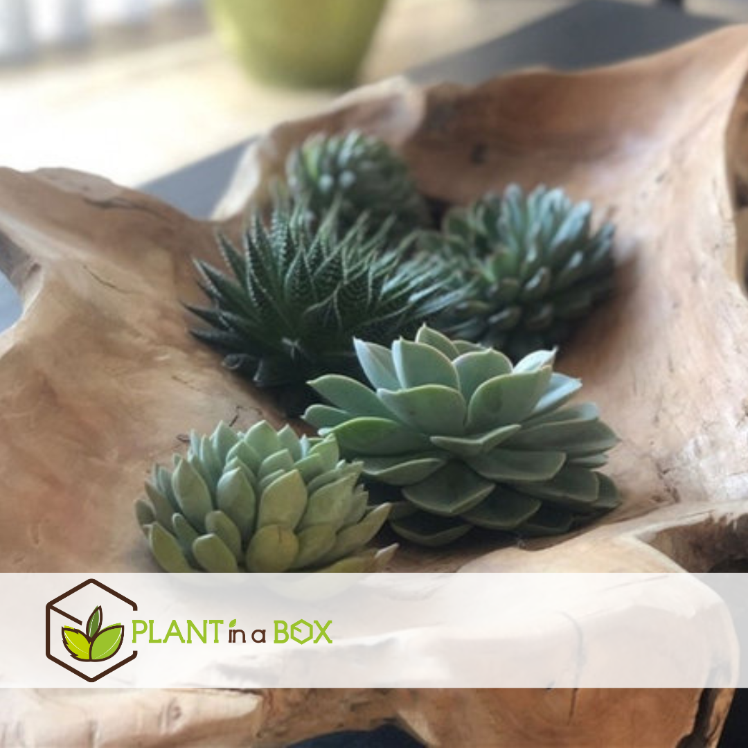 Echeveria diy mix 5 - cinq plantes succulentes à des fins décoratives - 7 cm