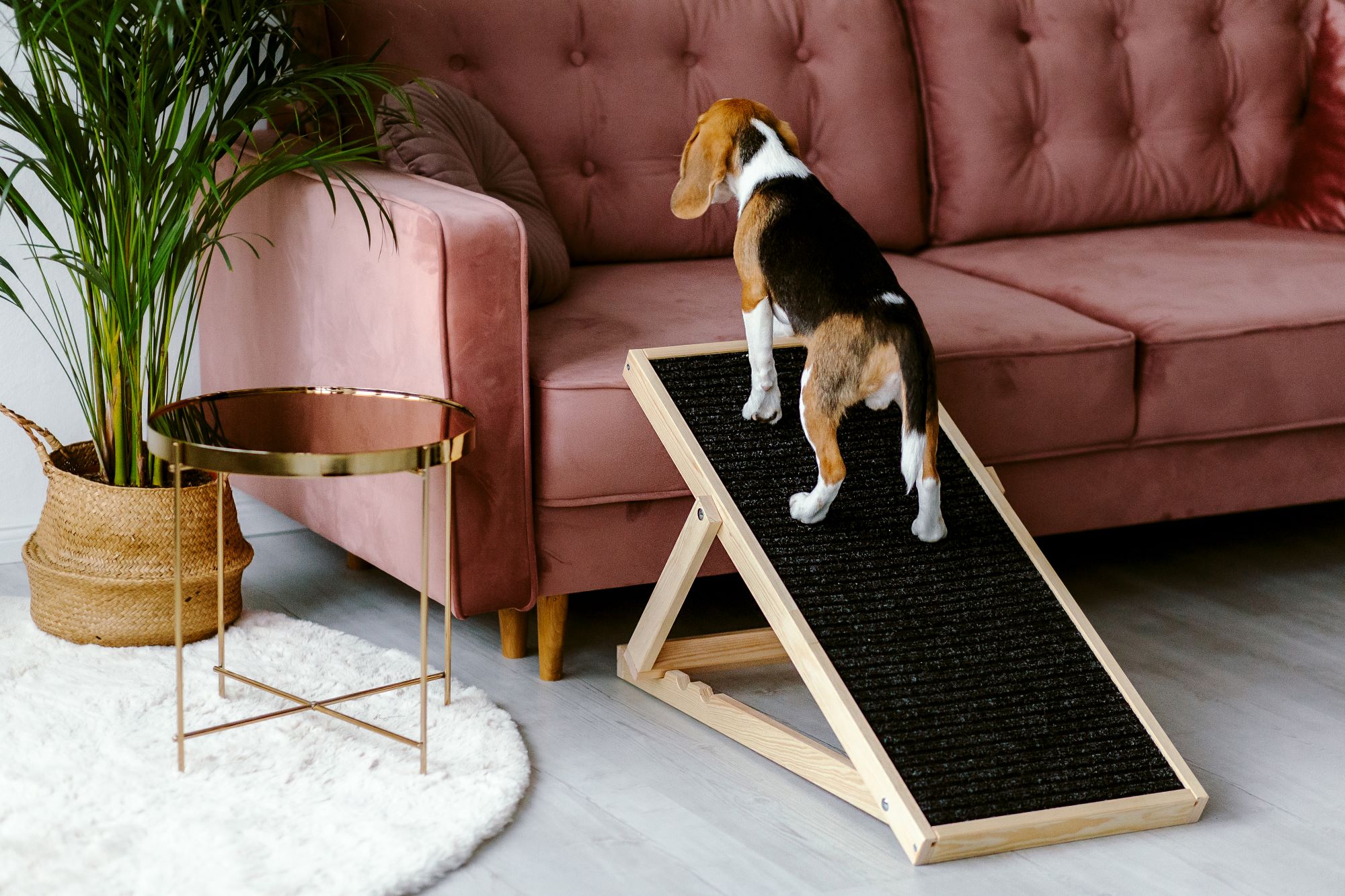 Animood Hunderampe Skipper naturbelassen Hundetreppe 93x44 cm