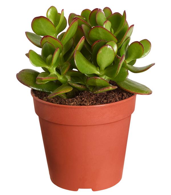 Dickblatt - Crassula cultivars, verschiedene