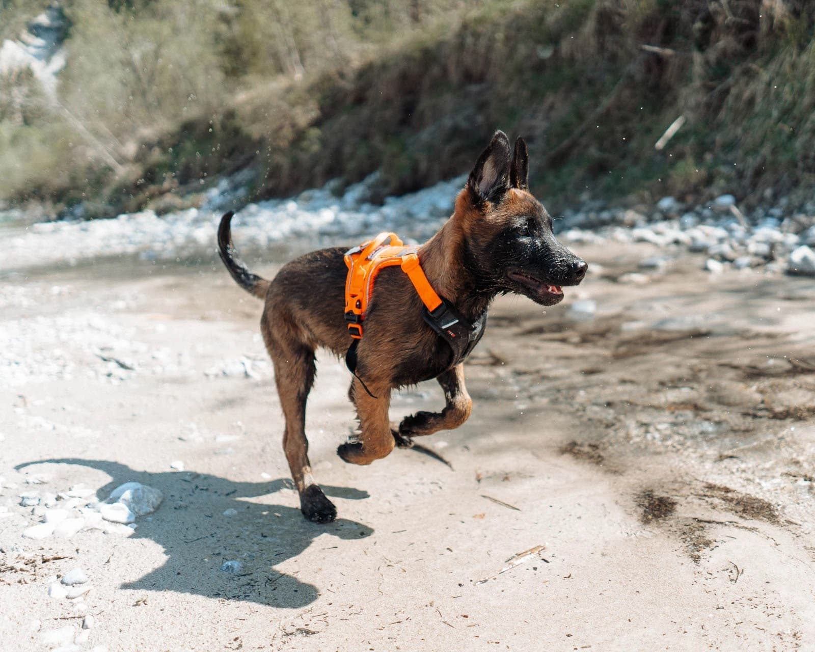 Kjøp Non-Stop Dogwear Ramble Harness fra Hekta på tur!