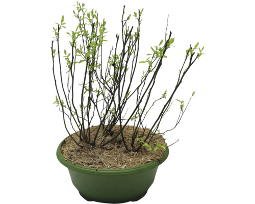 Biologische Blauwe Bessen Mix Tray FloraSelf Floralie Tuinieren met Kinderen 3 Soorten: Bluecrop, Goldtraube en Duke in een 9 L Tray