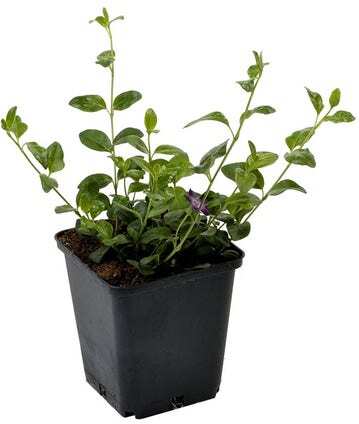 Maagdenpalm (Vinca minor 'Illumination') D 9 H 10 cm
