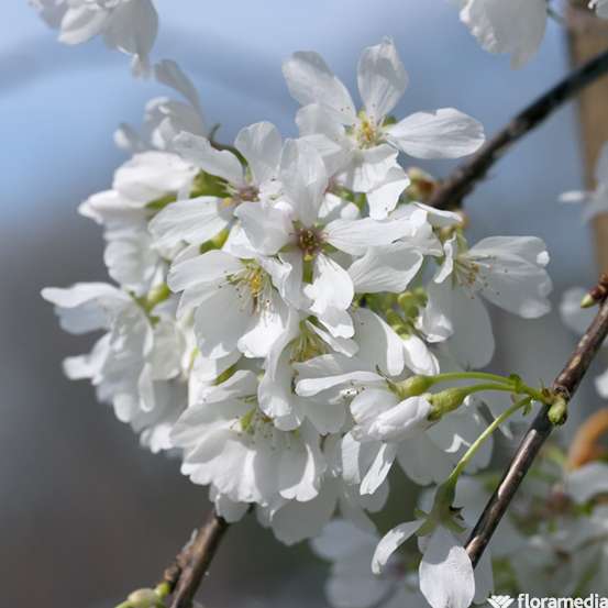 Prunus 'Snow Fountains' : pot 7L