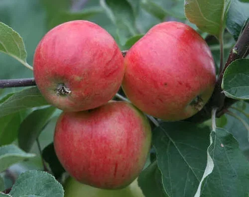 Malus domestica 'Huvitus' Malus domestica 'Huvitus' epletre Høyde 150-200 cm