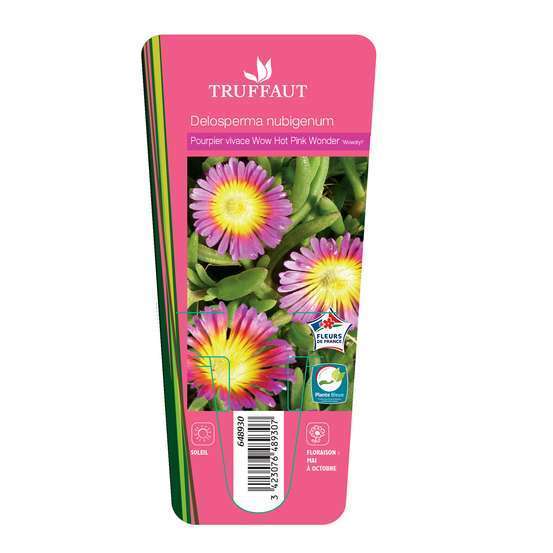 Pourpier vivace 'WoW Hot Pink Wonder'® :godet