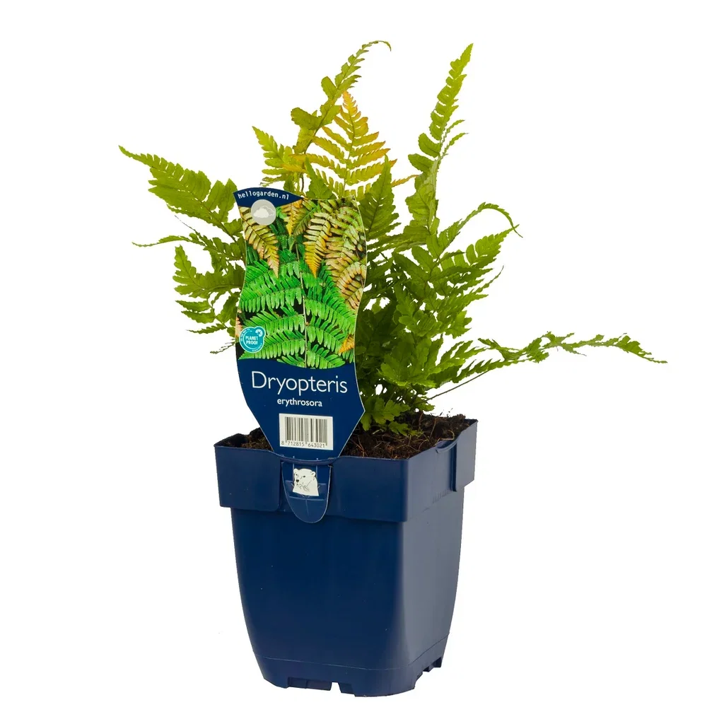 Dryopteris erythrosora Japanskjoldtelg Ø11 cm