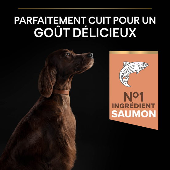 Croquettes chien adulte athlétique au saumon Super Premium - 14 kg