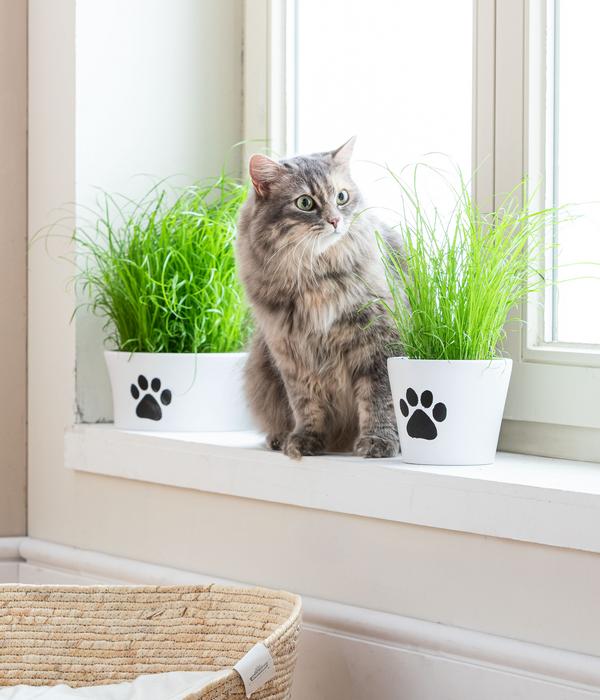 Dehner Lieblinge Katzengras - Cyperus zumula
