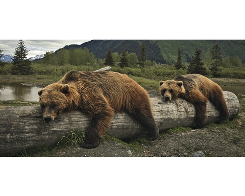 Postkaart Geo XXL 2 luie beren 23x11 cm
