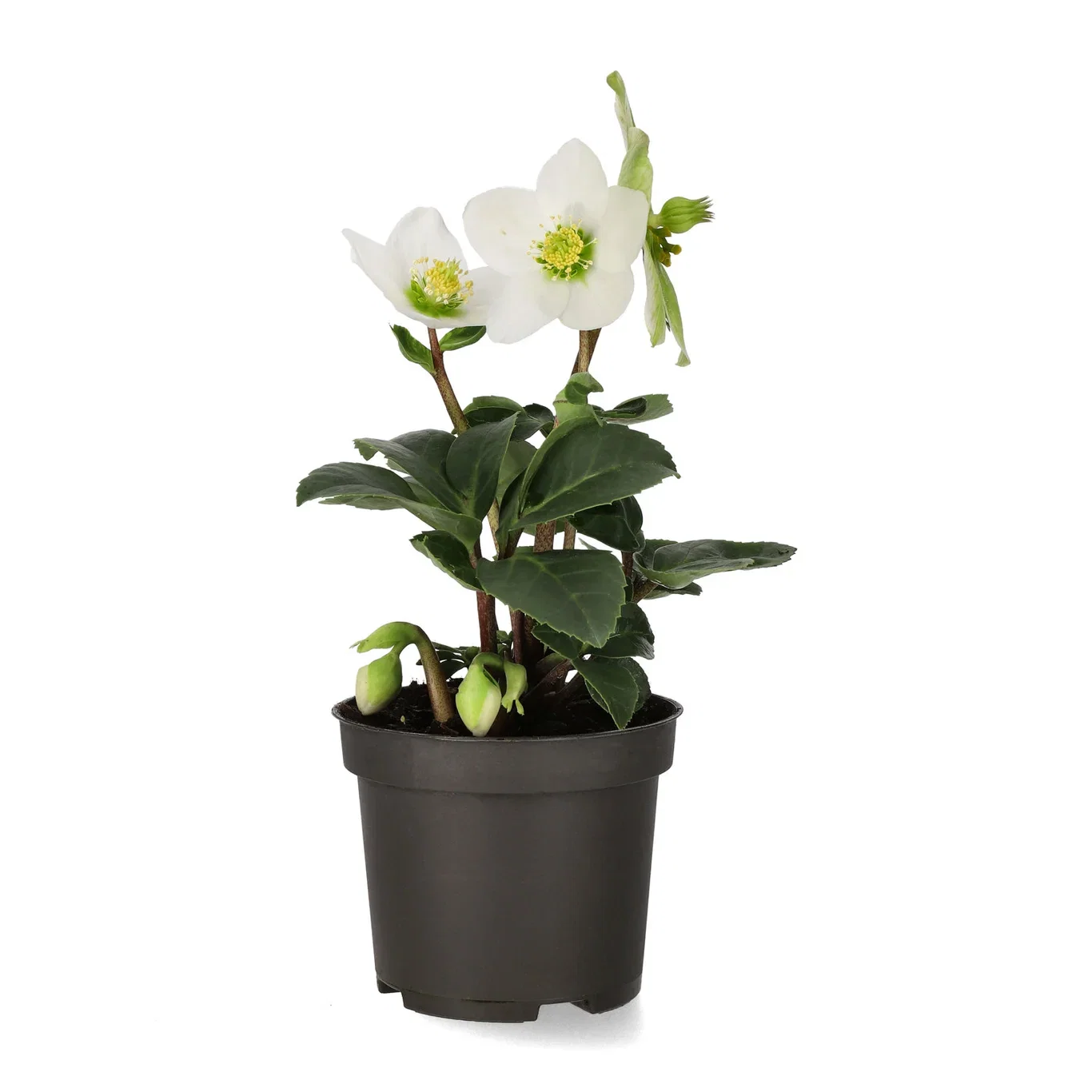 Helleborus niger 'Christmas Carol' Hvit julerose 'Christmas Carol' Ø9 cm