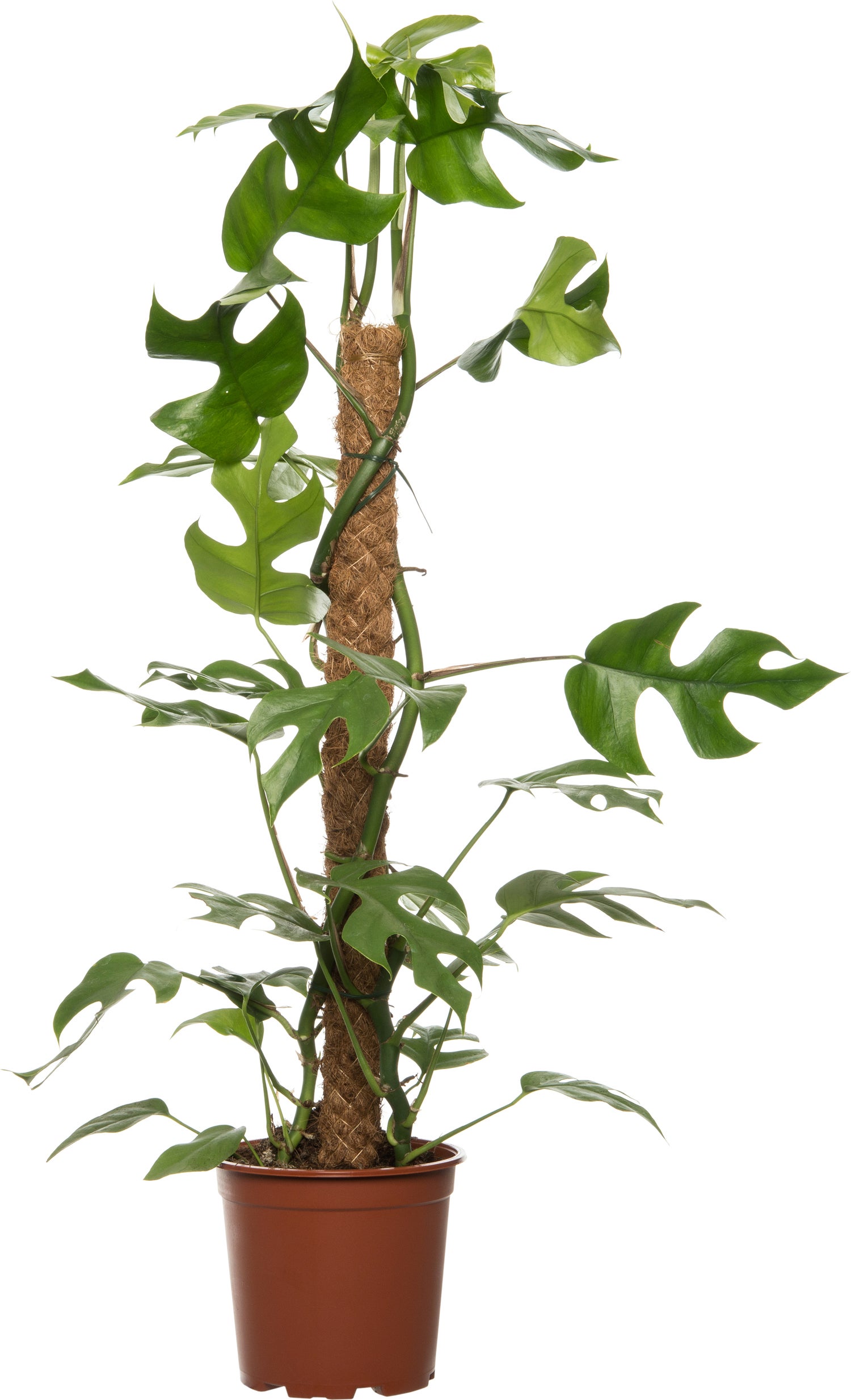 Philodendron met mosstok (Philodendron minima) D 19 H 90 cm