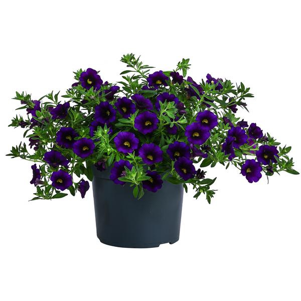 Minihängepetunie, verschiedene Farben