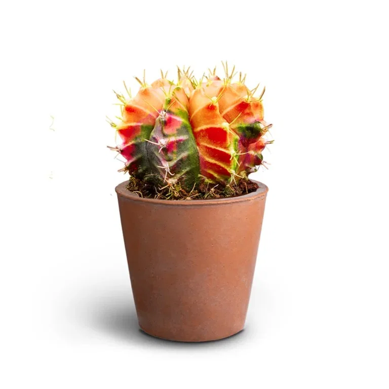 Grønne planter i potter Høyde 15 cm