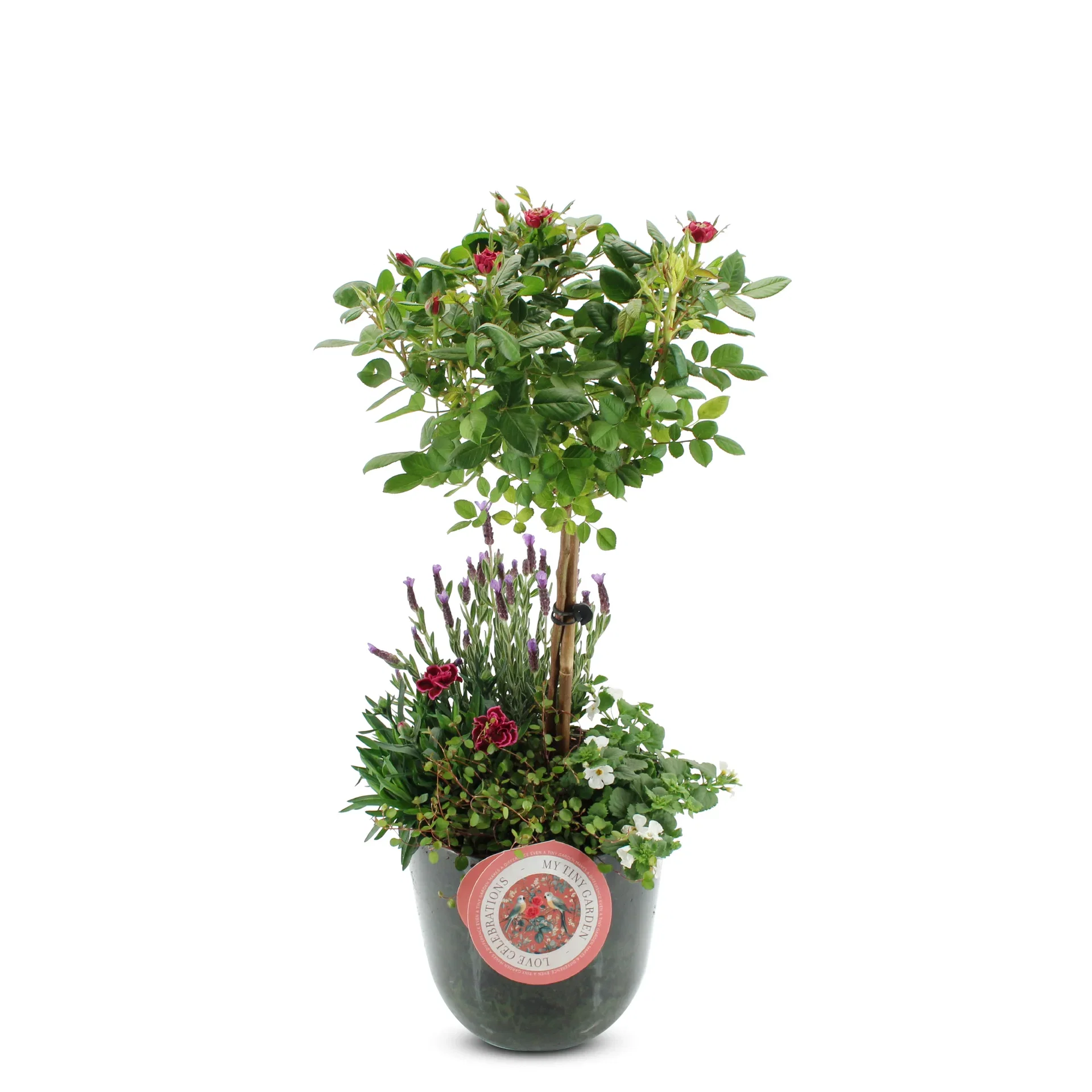 Planting med rose på stilk Høyde 75 cm