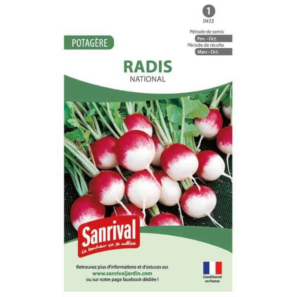Graine de radis rond